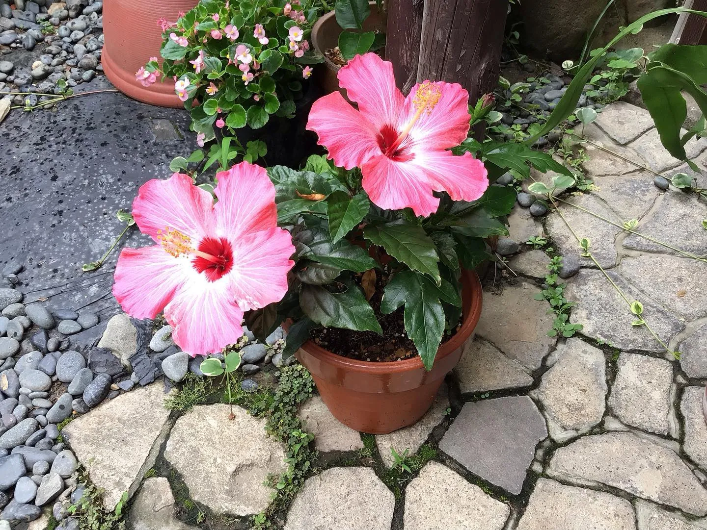 ハイビスカスが大きな花を咲かせ始めましたよ♪