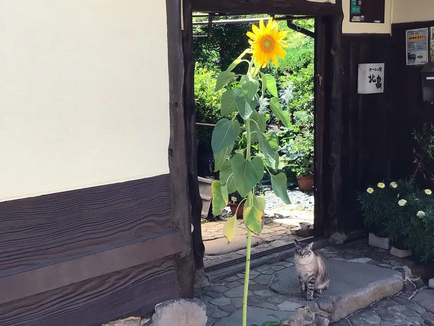 ひまわり🌻とニャー君(いつも遊びに来てくれます☺️)